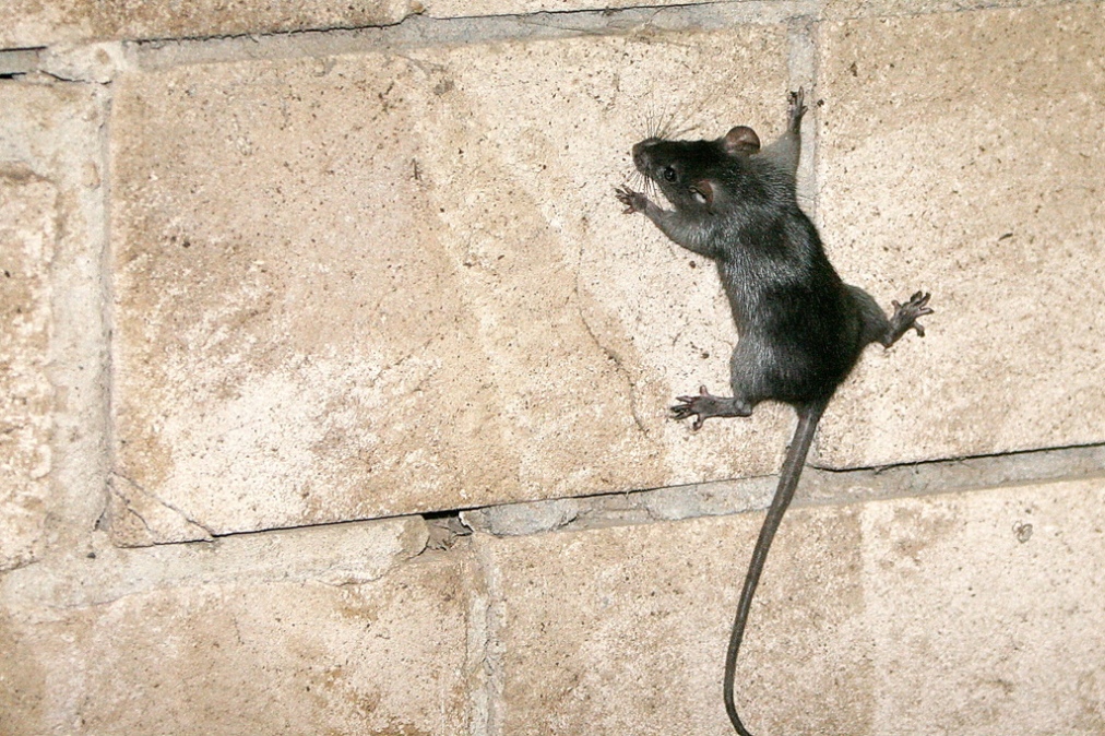 Активность мышей